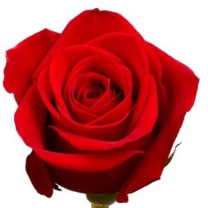 Meet your Posher, Annamarie